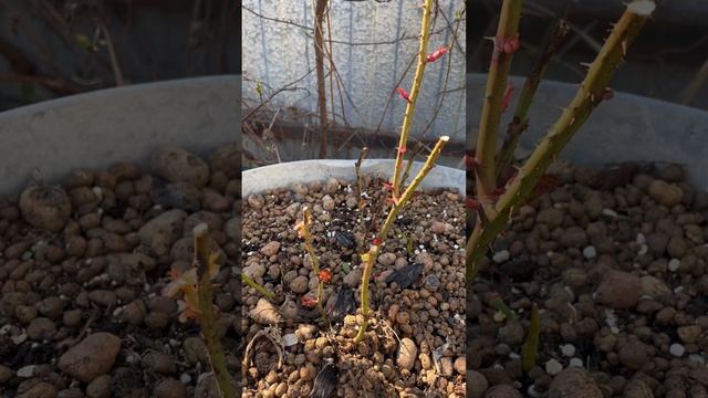 Роза из пятерочки - не комнатное растение 🪴