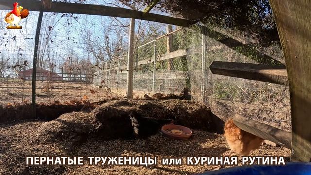 Куры несушки свободного выгула и их обычная куриная рутина – эпизод (143)