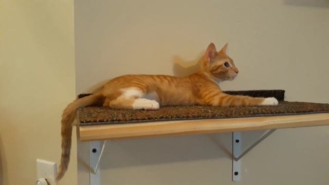 #my #cute #kitten #olivia #playing #with #her #tail #take #two