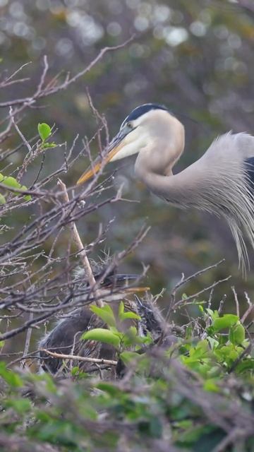 Baby great blue herons!!
