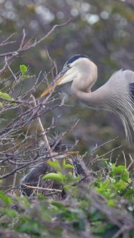 Baby great blue herons!!