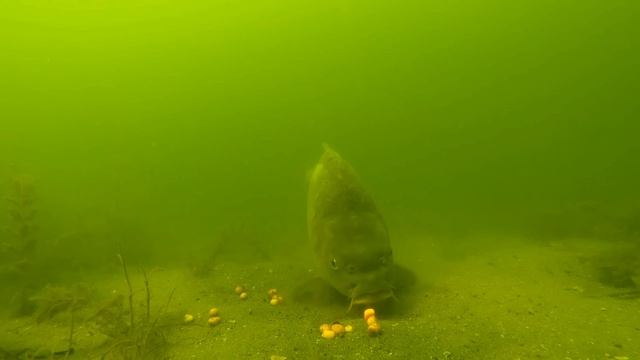 Зеркальный карп кормится перед подводной камерой (с установленной оснасткой).