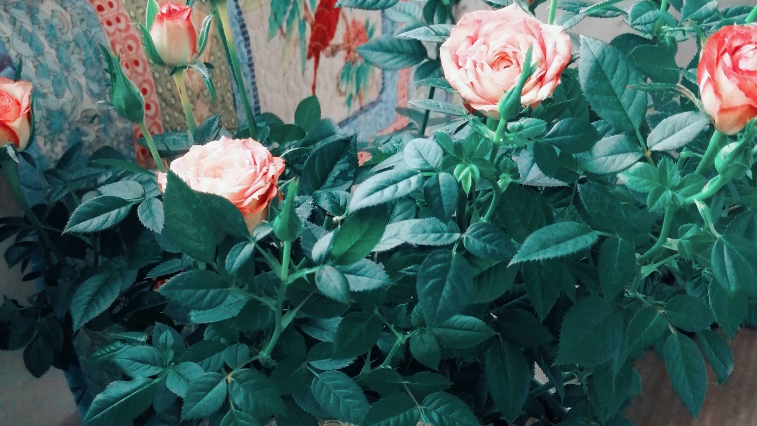 О зеленом цвете в стиле прованс. #прованс #прованскийстиль #provence