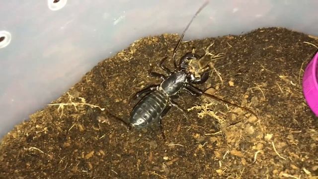 Mastigoproctus giganteus feeding.