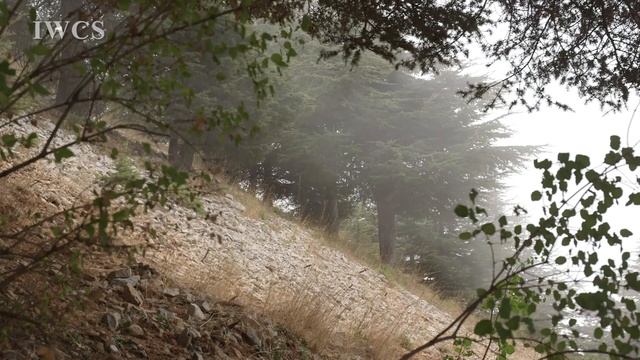 Cedars of Lebanon