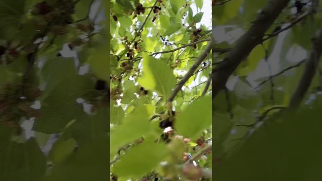 Видеозарисовка Тбилиси в мае. Погода комфортная для прогулок. Грузия , первые впечатления.