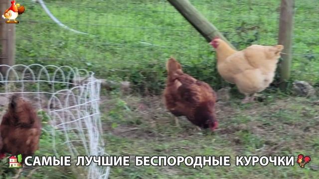 Курочки селяночки лучшие беспородные несушки 🥚 (112)