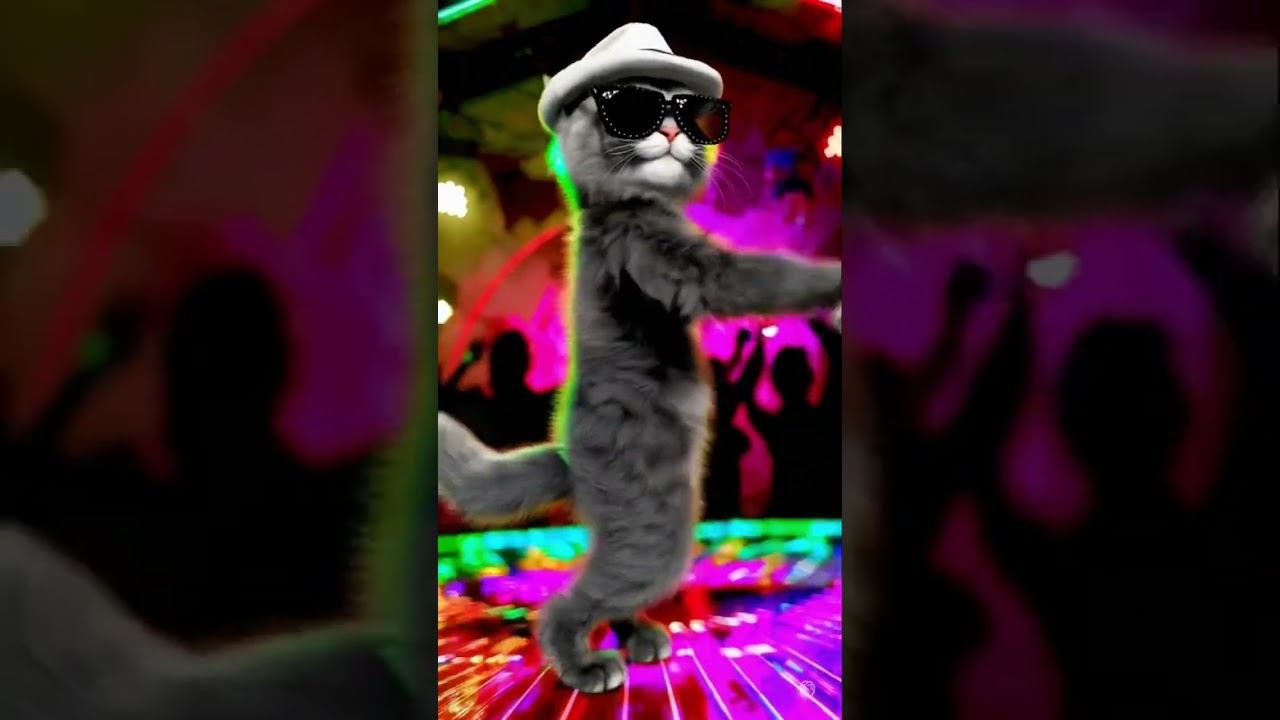 Disco Queen Cat Takes the Floor