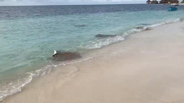 ###Морской кот)###