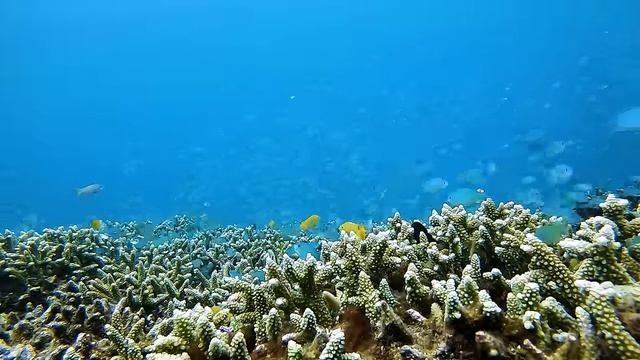 Путешествие в мир морских созданий
