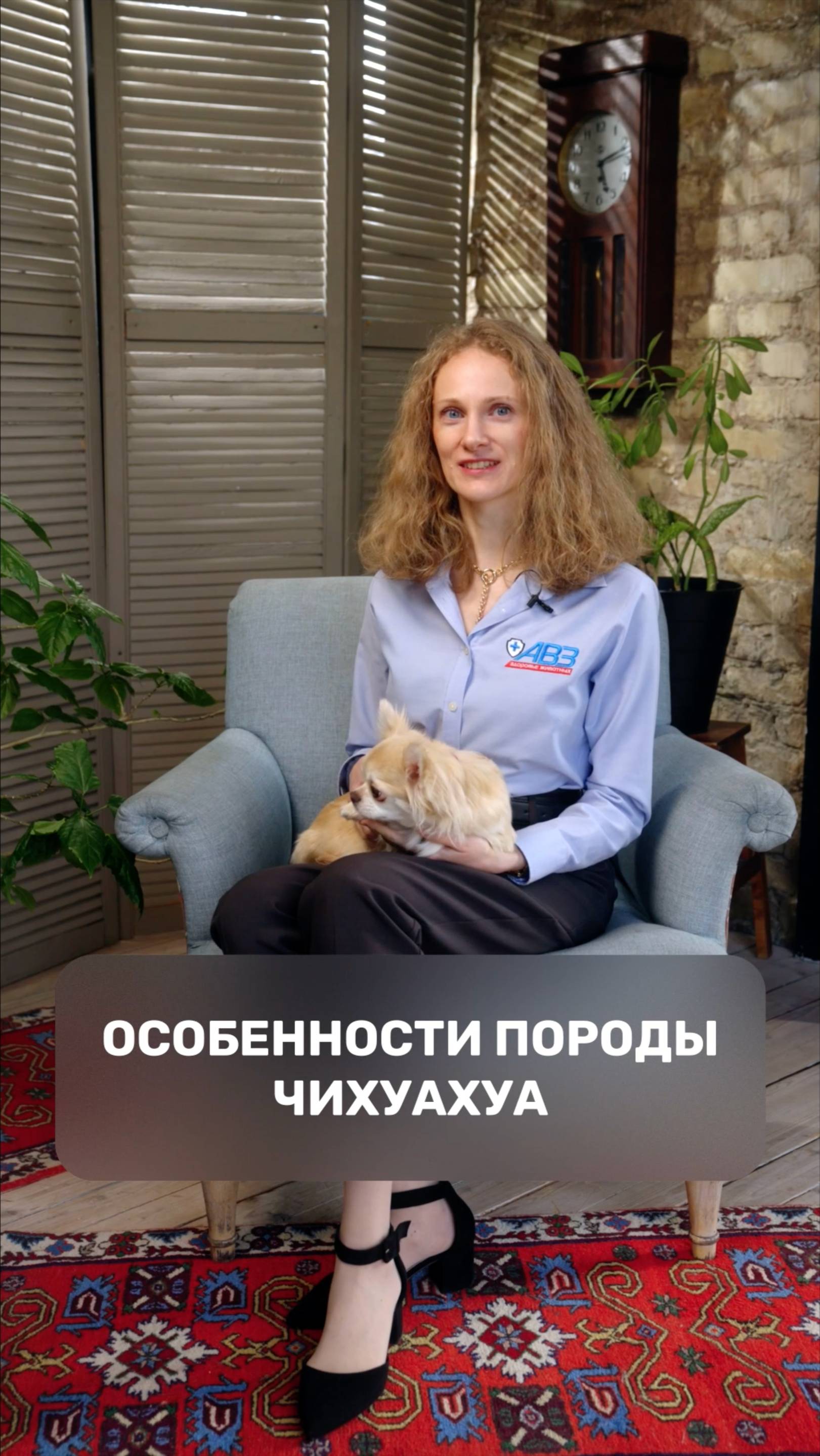 Особенности породы чихуахуа