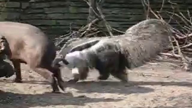 giant anteater hunting tapir