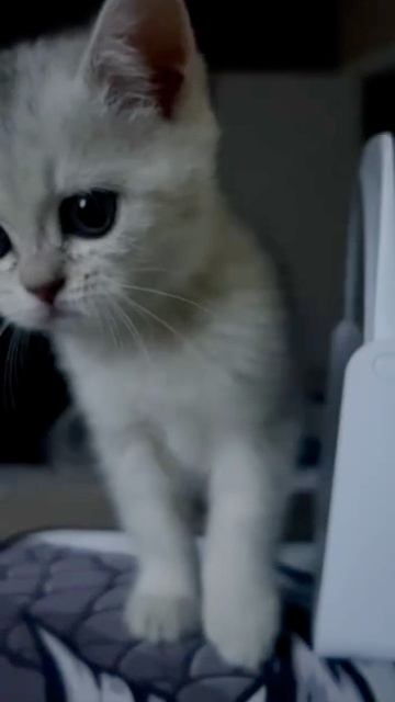 Котята кошки Кайли и котика Маню в своём новом доме.