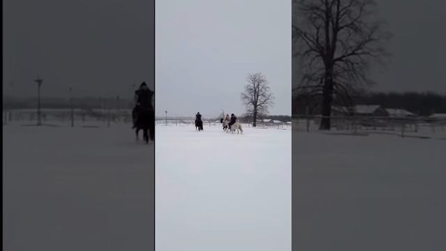 HOMAY /  ҺОМАЙ
