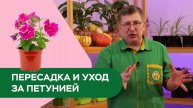 Пересадка и уход за петунией