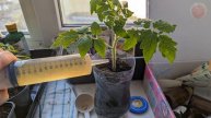 Подкормка рассады из домашней аптечки от которой томаты и перец сходят с ума! Вносить в апреле-мае.