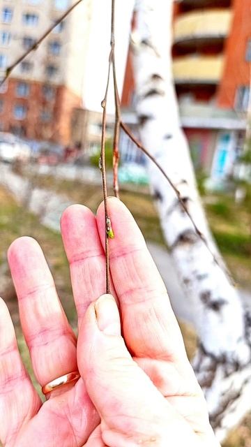 10.04.2025 г . Омск.Распустились деревья