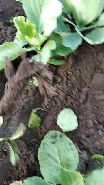 Капуста, которую медведка  обошла стороной.