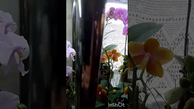 Мои орхидейки в цвете.