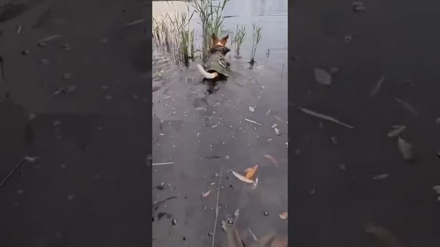 вот такой нужен подсак