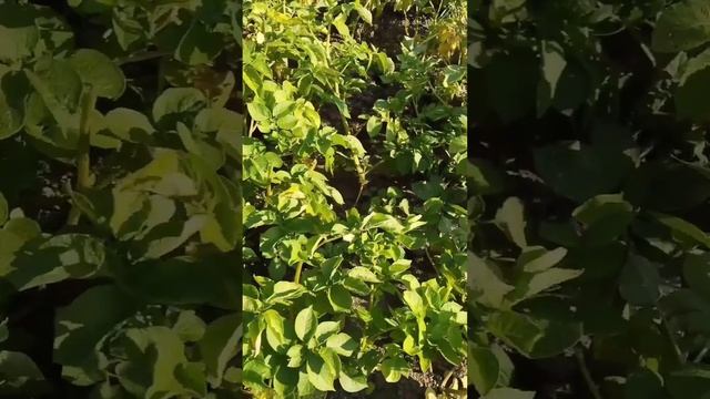 Профилактика фитофтороза картофеля.