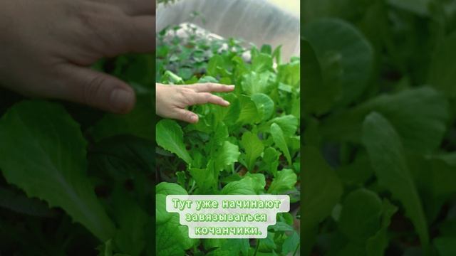 Осторожно! Работает СПЕЛЁНЫШ!  #рассада #garden #огород #цветы #обзордачи #сад #рассада #мера