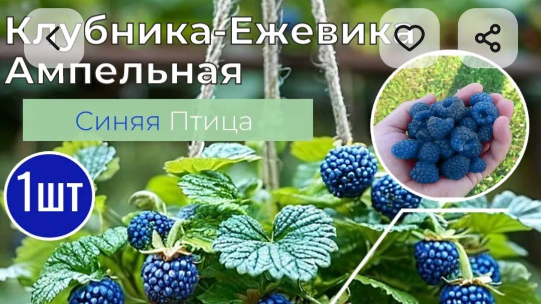 Клубничный бизнес школьника. Сортовая клубника.