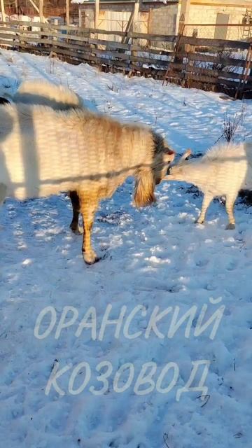 Козёл. Кто главный?