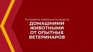 Онлайн курс обучения «Ветеринария» - 10 секретов правильного ухода за домашними животными