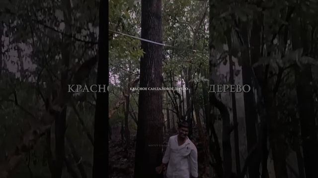 Самое ценное дерево в мире.