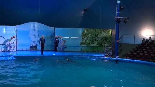 Выступление дельфинов  в дельфинарии Немо г. Алматы 26.08.2015