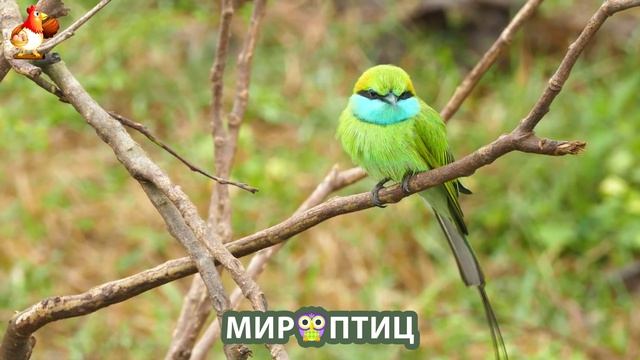 Мир птиц – красота и грация пернатых созданий Природы 🦩🦚🦜 Выпуск (19) 🦉🐦🐤