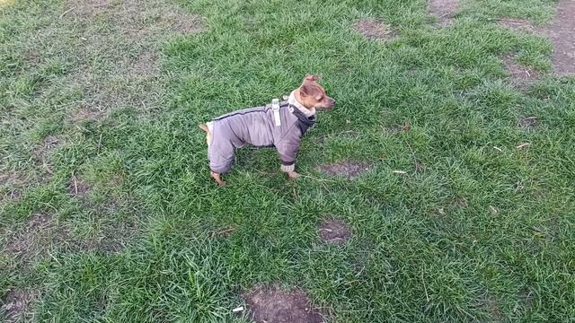 Тотошка гуляет с друзьями на поле.
10.04.2025