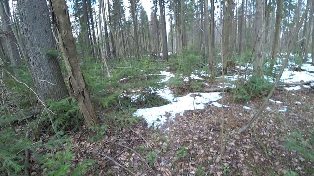 В апрельский лес 10 апреля 2025