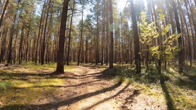Тропинки Курьинского бора...4к