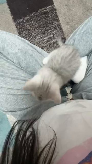 Котята кошки Кайли и котика Маню в своём новом доме.