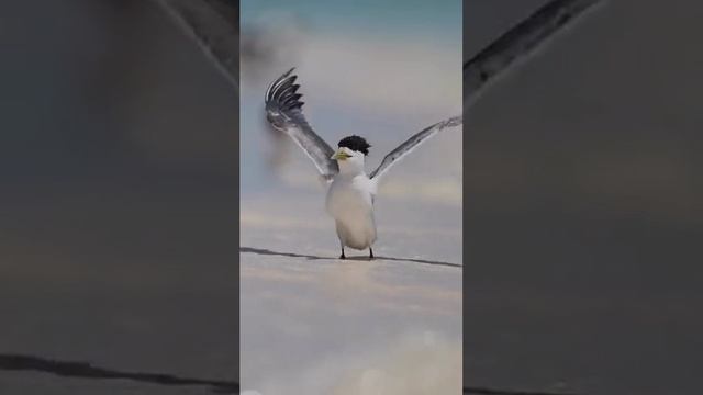 животные