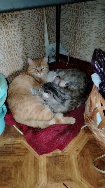 Милые котики
