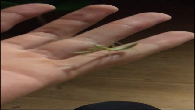 My Giant Asian pet Praying Mantis  [Hierodula membranacea]