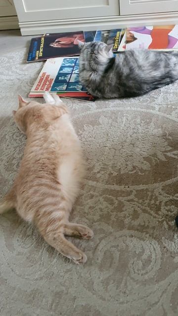 Ретро котики:)