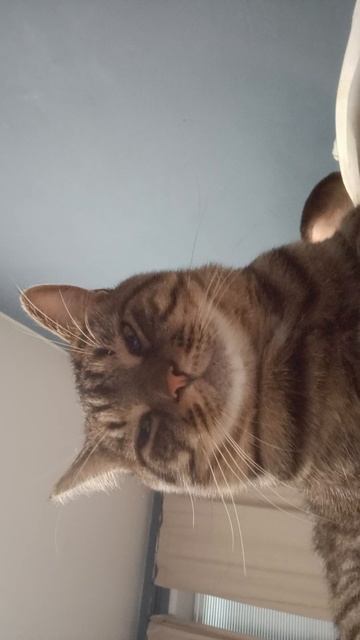 котик Егора