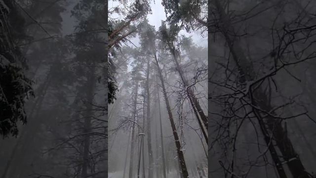 Снежная прогулка!🔥