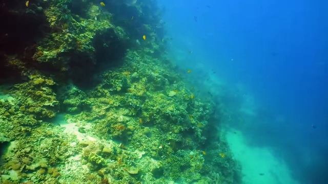 Экзотические рыбы и жители морских глубин