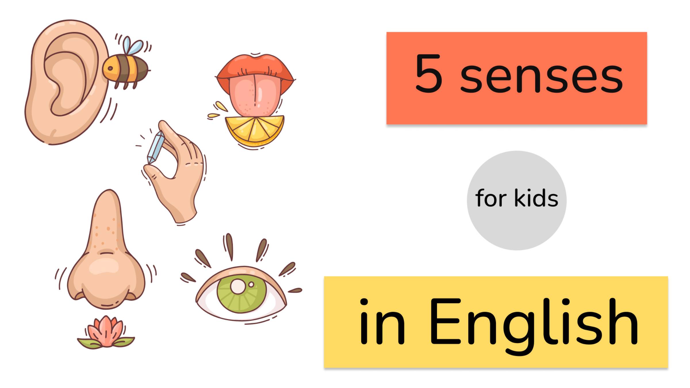 Five senses in English for kids. Quiz! / Пять органов чувств на английском. Викторина!