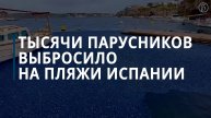 Тысячи «маленьких парусников» выбросило на пляжи Испании