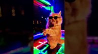 Groovy Feline Fiesta