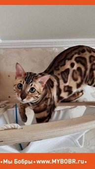 Немного прекрасного вам в ленту )
