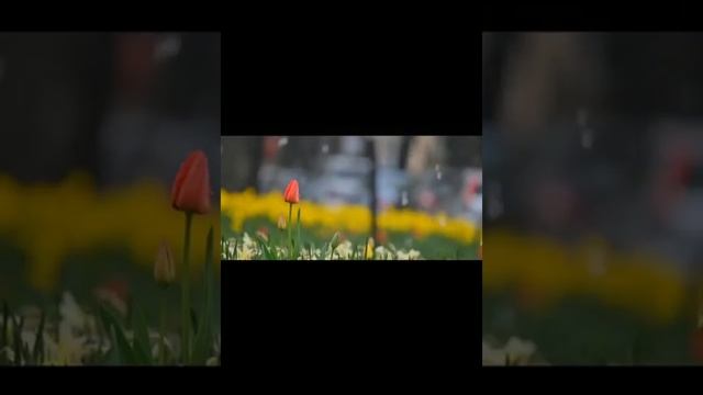ഓണത്തുമ്പി 🌹🌼വൈഗ & ശ്രാവൺ