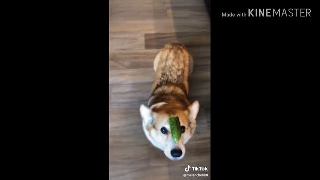 Топ 5 мест видео из тик тока
