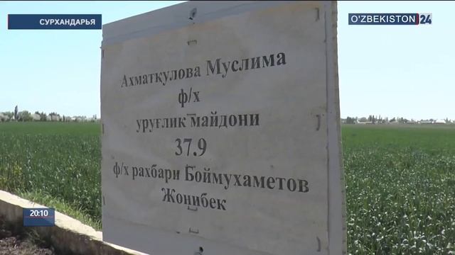 Приусадебные участки Сурхандарья и Джизак